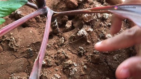 Cordyline/Hawaiian Ti Plant: Propagation I Plant Care I Diseases I Treatment