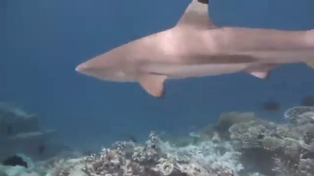 Взрослые черные акулы часто патрулируют рифы. смотреть онлайн