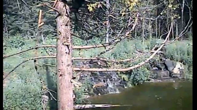 2013 07 12 LUCY climbs the Pat tree with NO encouragement fromHONEY смотреть онлайн