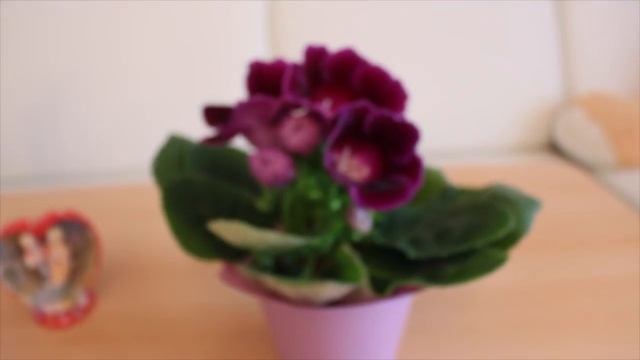 ГЛОКСИНИЯ : КАК ВЫРАЩИВАТЬ ГЛОКСИНИЮ ? #СИНИНГИЯ ЦВЕТУЩИЕ  1часть #глоксиния  #oldenburgru#39