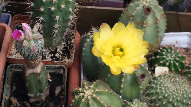 Кактусы цветение. Echinocereus subinermis смотреть онлайн