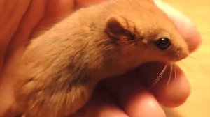 Орешниковая соня самый милый грызун в мире