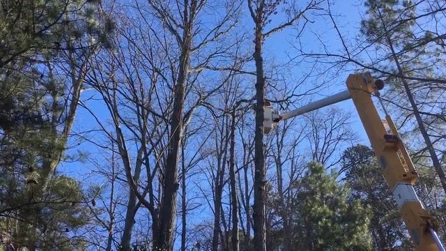Removal of Dead oak tree - Part 1 смотреть онлайн