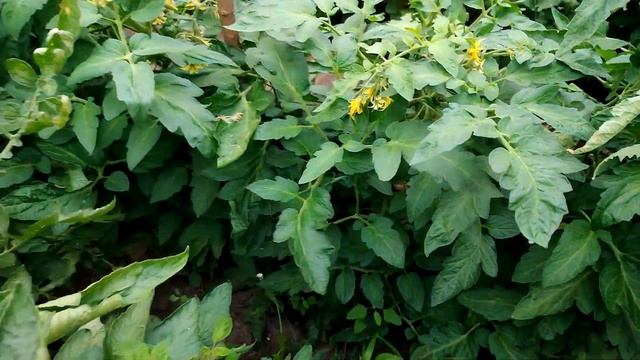 СОЖРАЛ КТО ТО УТОК?УБЫТОК В ХОЗЯЙСТВЕ. СОБРАЛИ ВИШНЮ. ЧАЙНЫЙ ГРИБ НА ТРАВАХ. ОСОКА ДЛЯ ПЛЕТЕНИЯ. смотреть онлайн