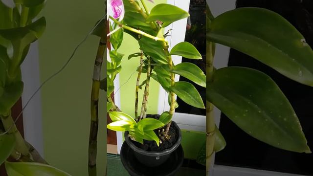 Which Potting-Mix is better for Orchids - Dendrobium Caesar & Dendrobium Bantimurung смотреть онлайн