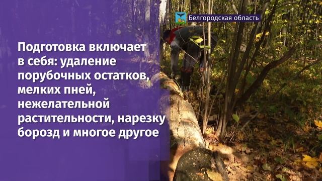 В рамках акции «Сохраним лес» в регионе проводят мероприятия по подготовке почвы