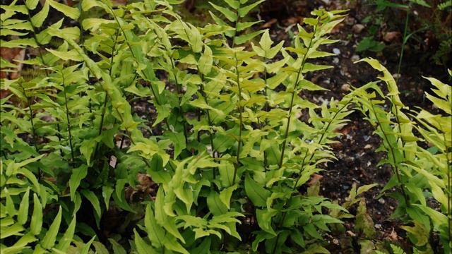 Jardinage: Cyrtomium Fortunei: Photos De Fleurs Et De Plantes Vivaces