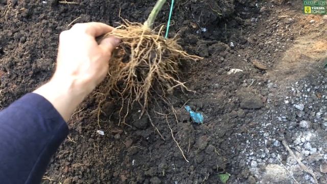 ШОК!!! Вредитель на ТОМАТЕ. Алгоритм развития корневой системы растений