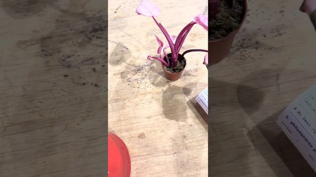 فيلودندرون بنك برنسس نبات اورق ورديه انتاج محمية صديق البيئة смотреть онлайн