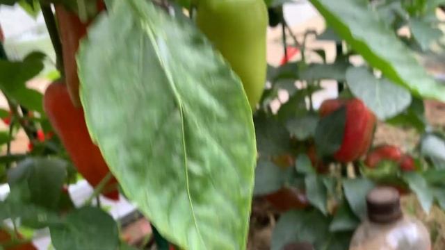 Подкормка перца для отличного урожая! смотреть онлайн