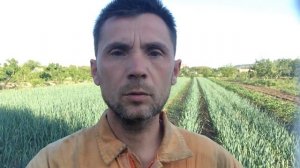 Ржавчина на чесноке