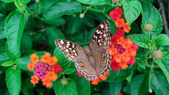 Meditation, relaxation, "Flower of Life" смотреть онлайн