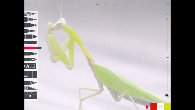 Tayasui Sketches Pro- Digital Watercolor Painting- Mantis and Blossom смотреть онлайн