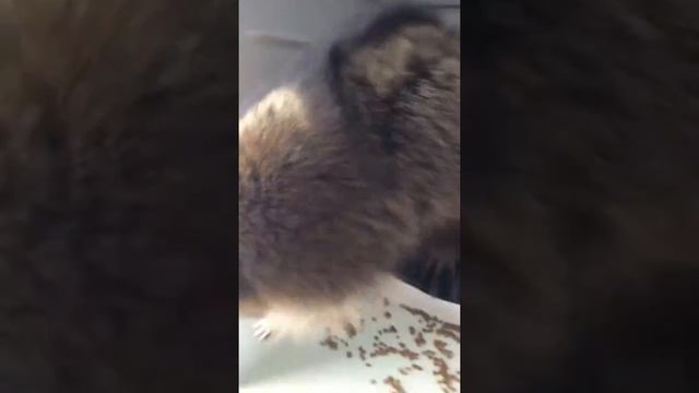 Енот полоскун дома # енот Егоша в холодильнике # енот ест всё # гостиница для животных ТЕРЕМОК#Перм смотреть онлайн