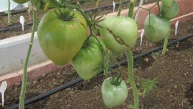 Характеристики и описание томатов сорта Вельможа смотреть онлайн