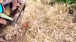 выращивание озимого ячменя от посева до уборки#как сыпется Ячмень