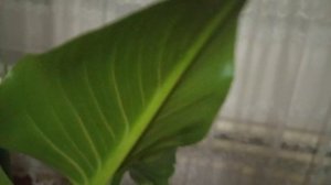 Обязательно эфиопская калла зацветет зимой, сделайте это.