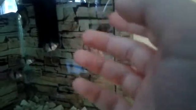 Как скачать игры с кешем смотреть онлайн