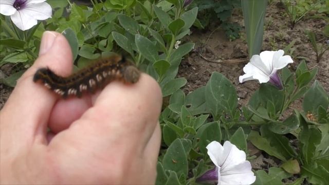 Будущая бабочка: пушистая большая гусеница!