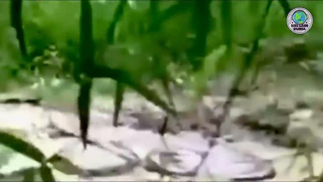 Awalnya Dikira Batang Pohon,Pemuda ini Ketakutan! Saat Tau Ternyata Itu Ular Raksasa Melintas смотреть онлайн