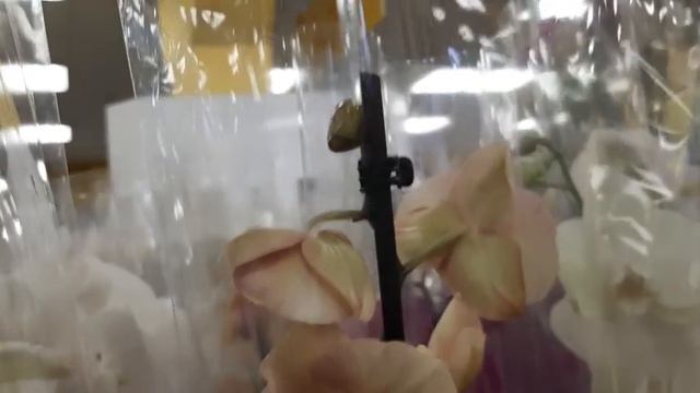 10. 01. 2022г. Орхидеи и орхидейные горшки в садовом центре Мир цветов г. Ставрополь. смотреть онлайн