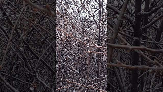 Стихи 01. В осеннем саду. Юрьева С. А. смотреть онлайн