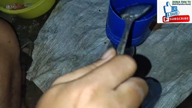 Cara Membuat PSB (Photosynthetic Bacteria) #part1