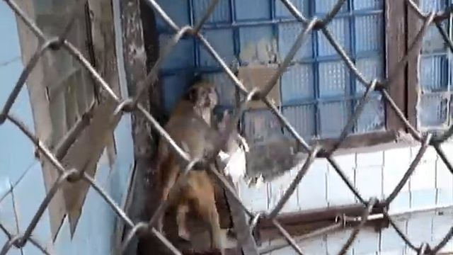 ОБЕЗЬЯНИЙ ПИТОМНИК АБХАЗИИ смотреть онлайн