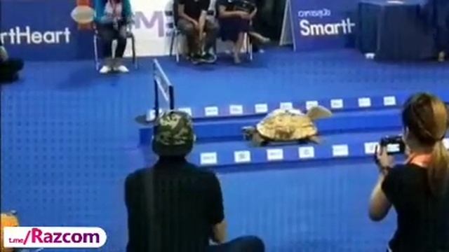 черепаха wins заяц смотреть онлайн