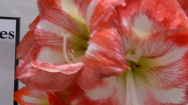 Mais de 20 variedades de AMARYLLIS смотреть онлайн