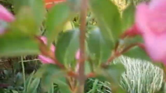 Вейгела - красивый многолетний кустарник\ Цветение и уход. смотреть онлайн