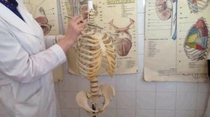 скелетотопия легкого