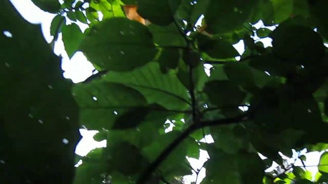 Brugmansia Datura Orange Bicolor