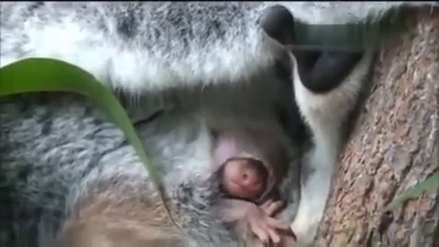 Newborn Baby Grey Kangaroo - Attenborough - Life Of Mammals - BBC #111 #157