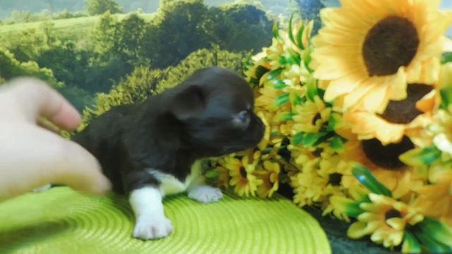 Скоро в продаже ДЕВОЧКА #чихуахуа ШОКОЛАДНОГО окраса #купитьчихуахуа +79215950848 #продаю ЩЕНКА смотреть онлайн