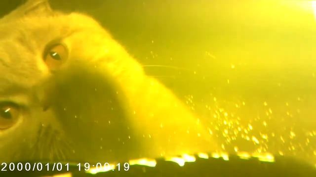 Кот прикол ржака! кот и аквариум смотреть онлайн