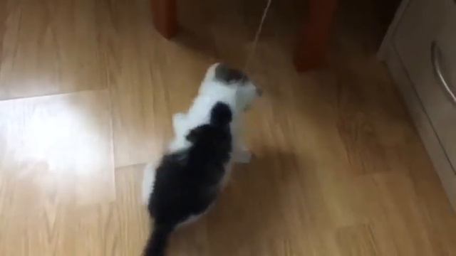 02.12.2017 - Активный котик Бакстер отправился домой (видео из дома) смотреть онлайн