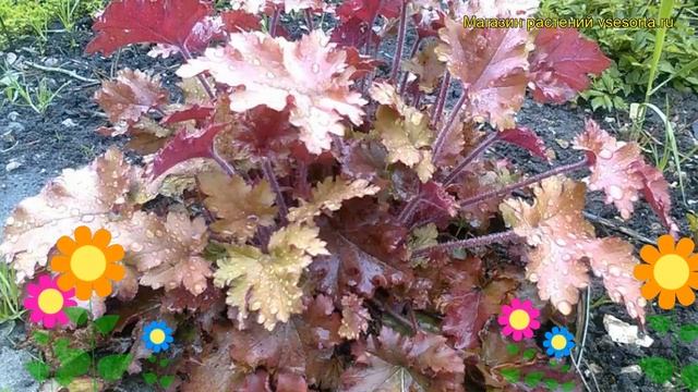 Гейхера гибридная Каппуччино. Краткий обзор, описание характеристик heuchera Cappuccino смотреть онлайн