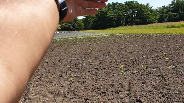 Закладка плантации ежевики. Сорта Каракаблек и Черная магия. смотреть онлайн