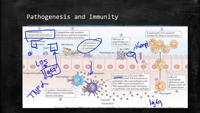 Neisseria gonorrhoea смотреть онлайн