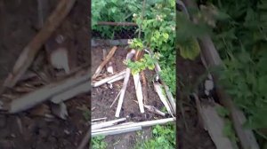 Малина Патриция