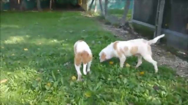 Spina & Rambo Okt16 смотреть онлайн