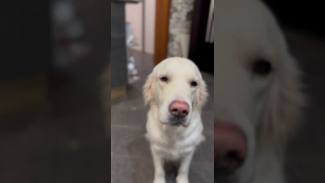 #newyear #happynewyears #новыйгод #winter #love #newyeardecor #video #любовь #собака #dog #winter