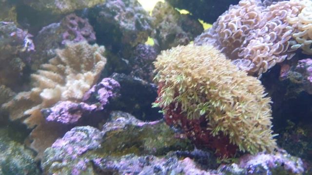 КОРАЛЛЫ . смотреть онлайн