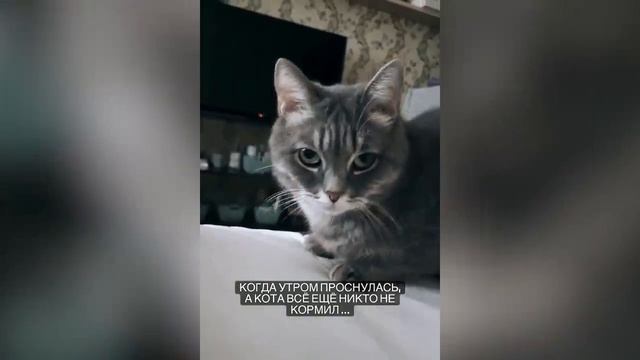 Смешные котики #82.mp4 смотреть онлайн