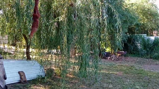 ТРЕНИНГ: РЫВОК НА ЖГУТЕ / PRIDE смотреть онлайн