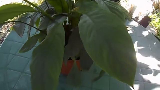 Спатифиллум зацвёл через много лет. Что я сделала? смотреть онлайн