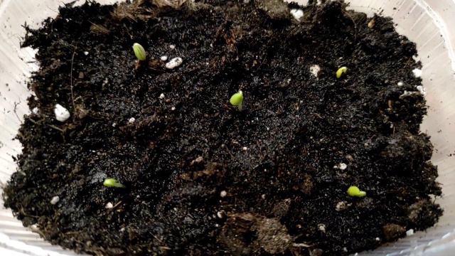 Пеларгония из семян.Ампельная пеларгония. Посев. смотреть онлайн