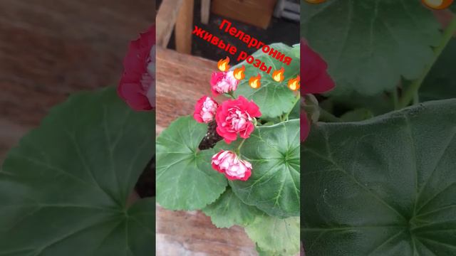 пеларгония Живые розы (условно) смотреть онлайн