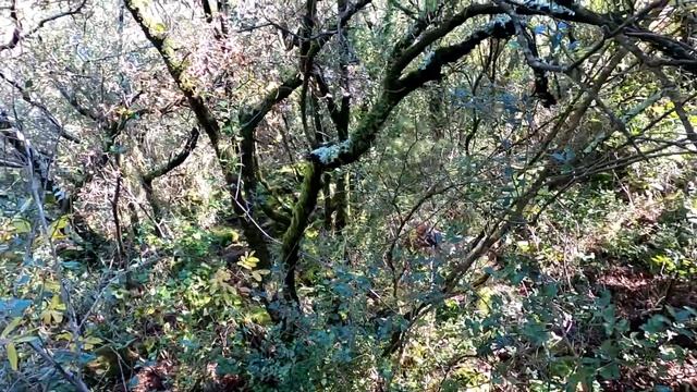 Chasse de la bécasse en Cévennes avec setter anglais. смотреть онлайн
